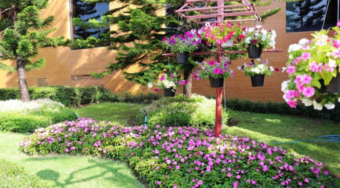 ดอยตุงเนรมิตสวนดอกไม้ Heritage Winter Flower Blooms ที่โรงแรมเฮอริเทจ เชียงราย โฮเทล แอนด์ คอนเวนชั่น
