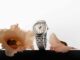 เลือกของขวัญให้ถูกใจคนที่รัก! “ทิสโซต์” (Tissot) แชร์ไอเดียการเลือกนาฬิกา เป็นของขวัญสร้างความประทับใจในโอกาสพิเศษ พร้อมแนะนำ 4 คอลเลกชั่นเรือนเวลาหรู