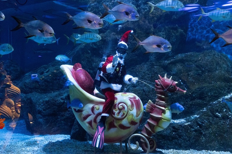 ซีไลฟ์ แบงคอก จัดกิจกรรม Santa’s Feeding show (2)